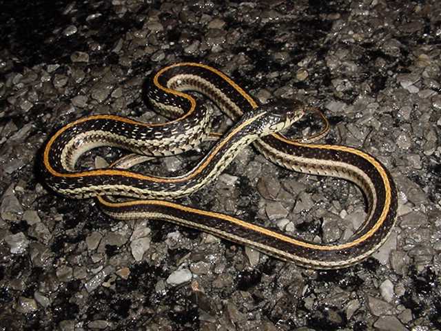 Snake Texas Garter Snake